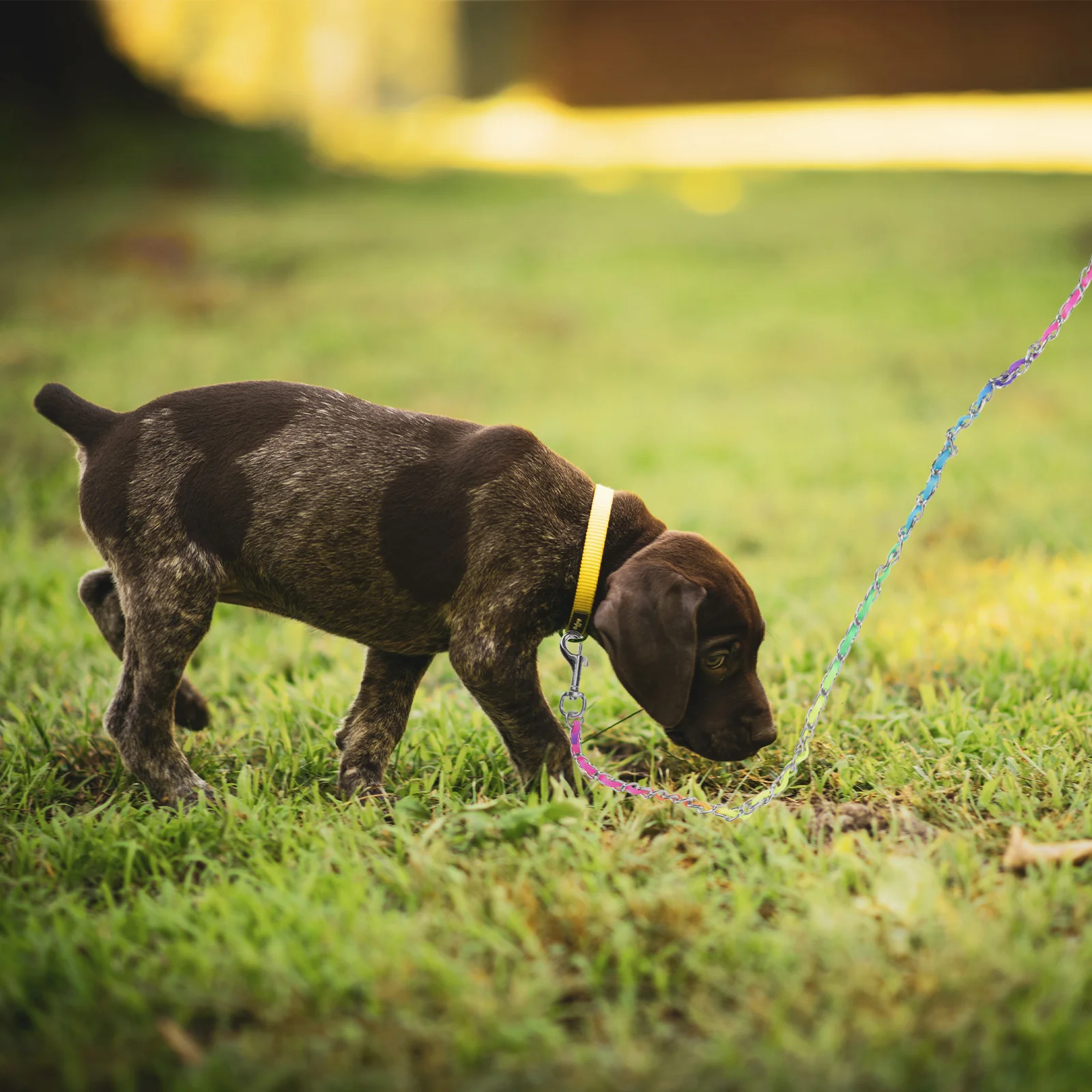 

Wear Resistant Sturdy Puppy Leash Outdoor Walking Supplies Portable Bite Resistant Chain Dog Accessories Pet Harness Long Enough