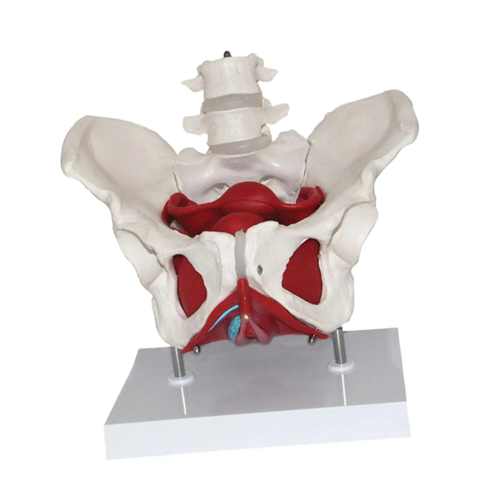 Female Pelvis Model Perineal Model Flexible Human Skeleton with Pelvic Floor Muscles for Teaching Learning Display Gynecology