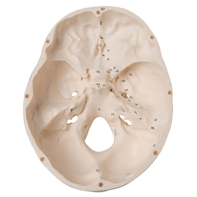 Colored Human Skull Head Anatomy Model Medical Teaching Tools Drop Shipping