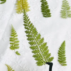 60pcs Pressed Dried Asplenium trichomanes L Leaf Flower Handicraft Epoxy Jewelry Card Bookmark Frame Phone Case Face Makeup Lamp