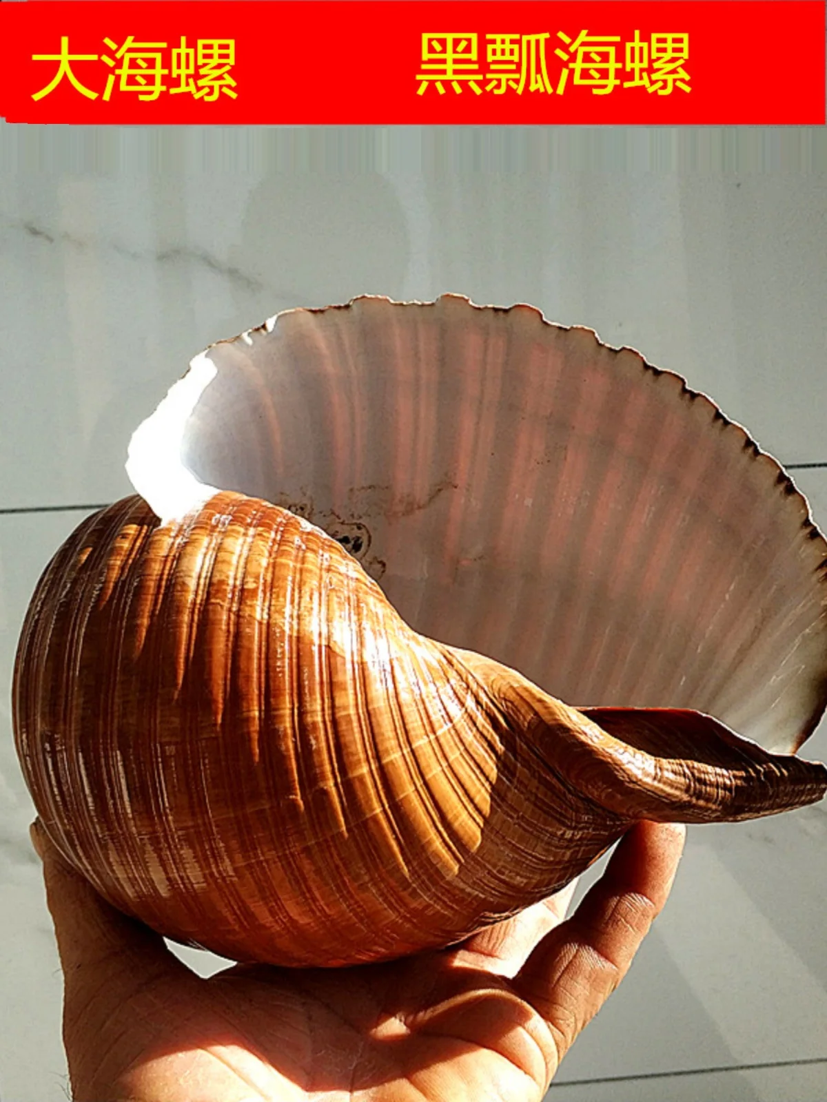 Natural Giant Striped, Black Spoon, Chestnut Zebra Conches - Ideal for Aquarium Scenery, Hiding Spots, Bonsai Decor