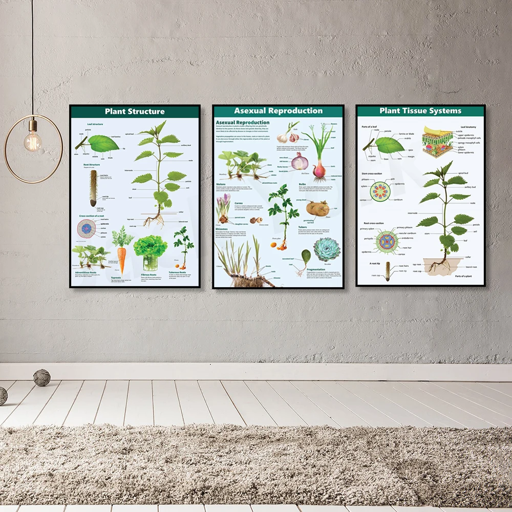 Plant Tissue Systems, Plant Structure,Asexual Reproduction printable educational Science/Biology classroom poster