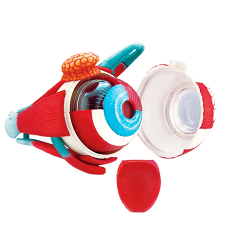 

Популярная модель человеческого тела Medical-Torso, съемные детали, образовательные органы, модель для обучения студентов-учуков (ясбольных мячей)