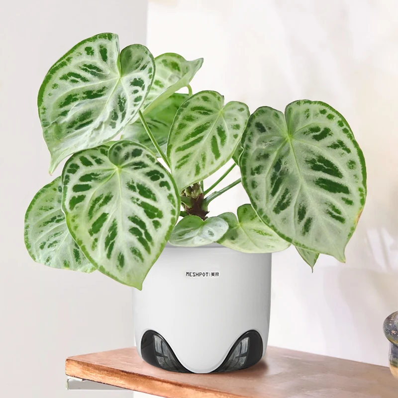 Meshpot 10/12/15cm Double-Layer Thermo Plant Pot for Tropical Plants - Clear Inner Pot, Ventilated & Root Control function