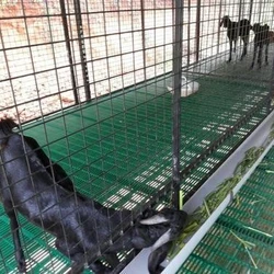 Sheep Farm Farming Plastic Slatted Flooring India Hot Sale Plastic Goat Slat Floor for Goat Farm Shed Pigs Animal