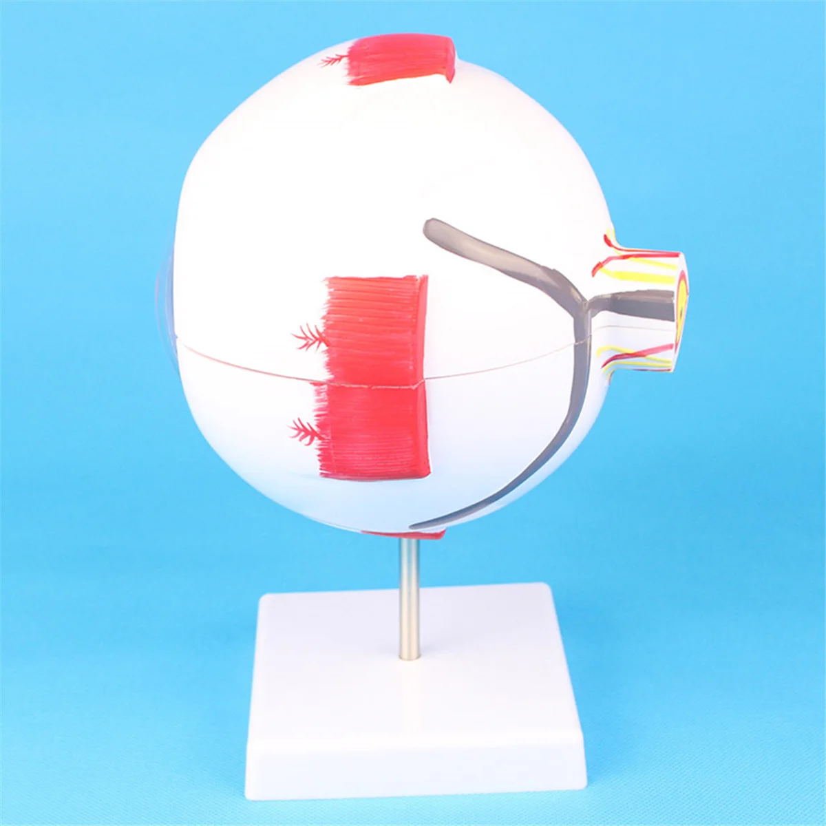 AT42 Anatomical Eye Model Eyeball Eyelid Model Disassemble 6 Times Enlarged Optic for Eye Special Teaching