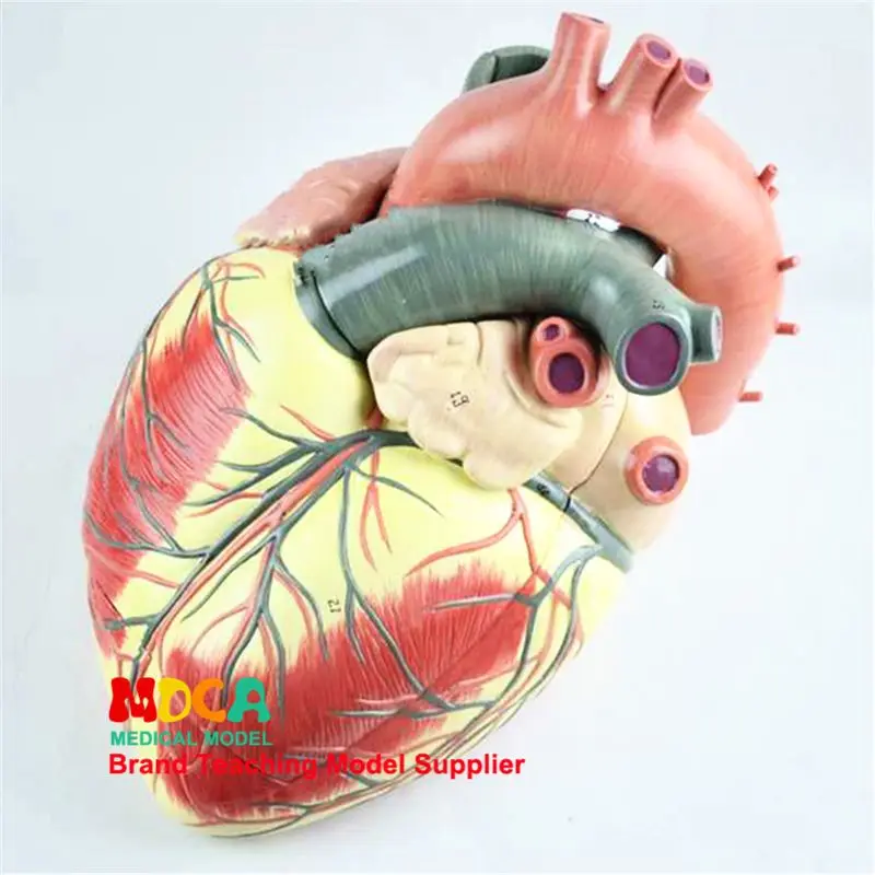 Anatomical model of the human body with three parts and three times the size of the heart Cardiovascular medicine teaching