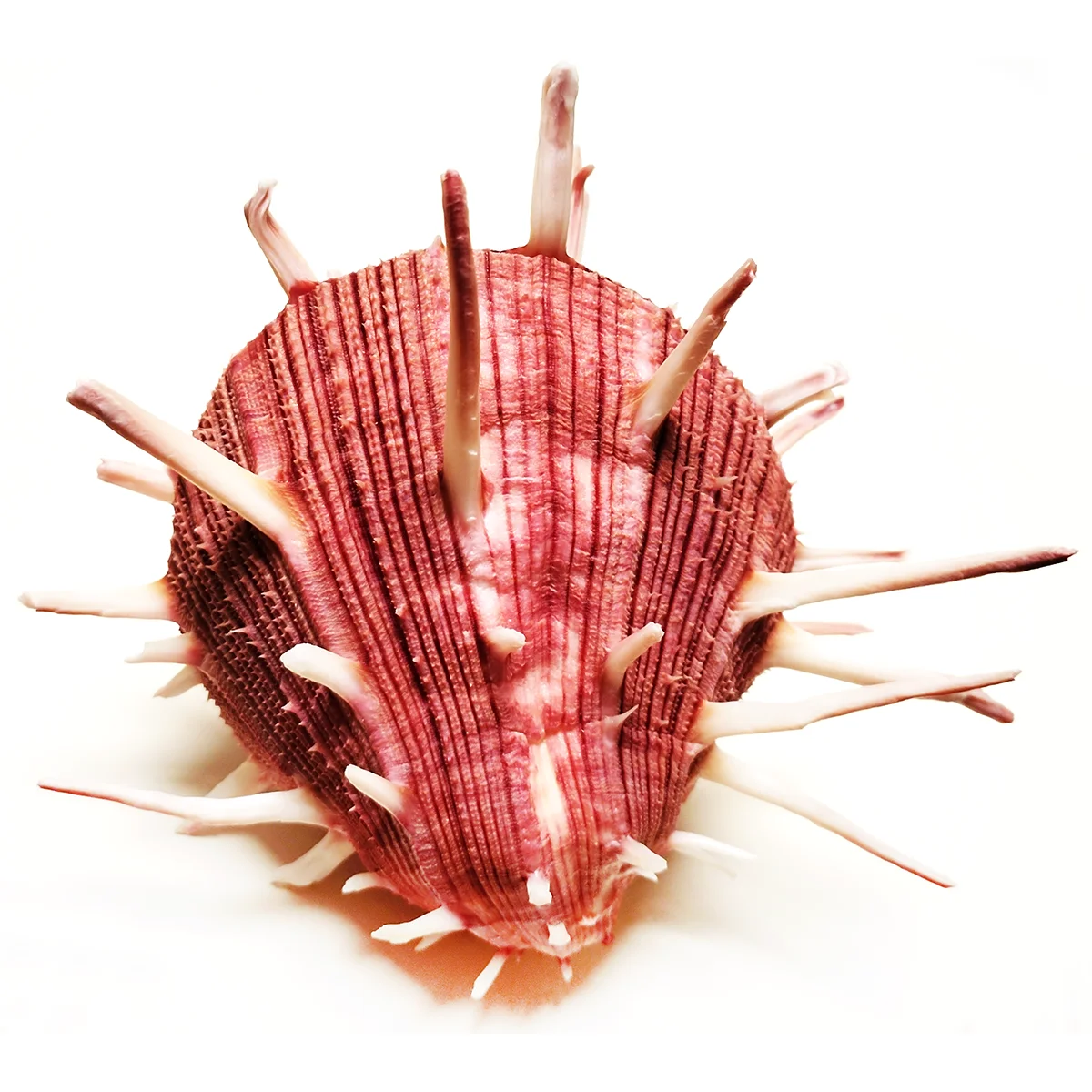 9-11CM Red Spondylus Regius Natural Large Spiny Oysters Thorny Oyester Collection Specimen Beach Decoration Fish Tank Supplies