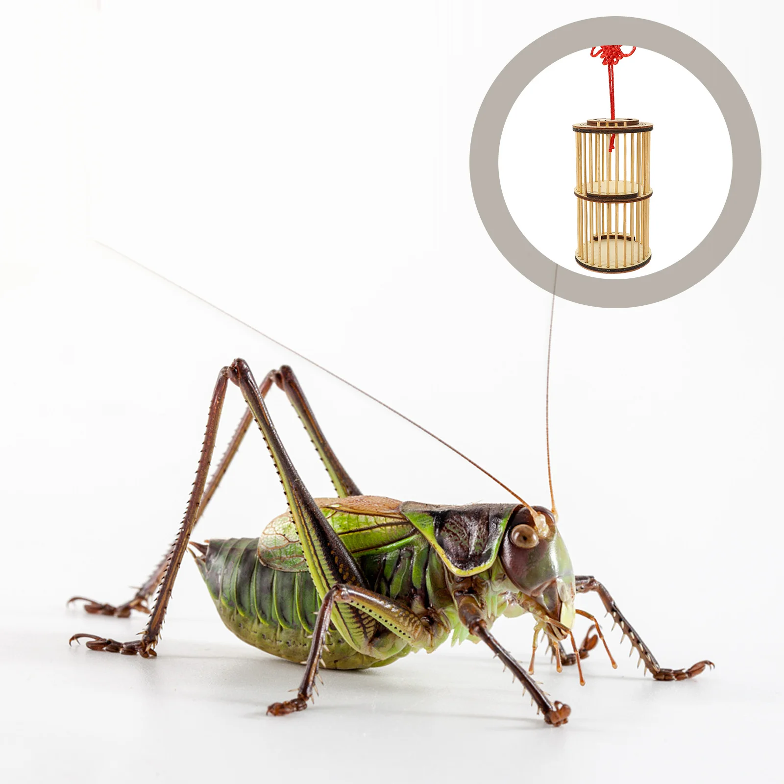 

Bamboo Cricket Cage Portable Durable Holder Container with Hidden Pull Up Door Outdoor Storage Keeper