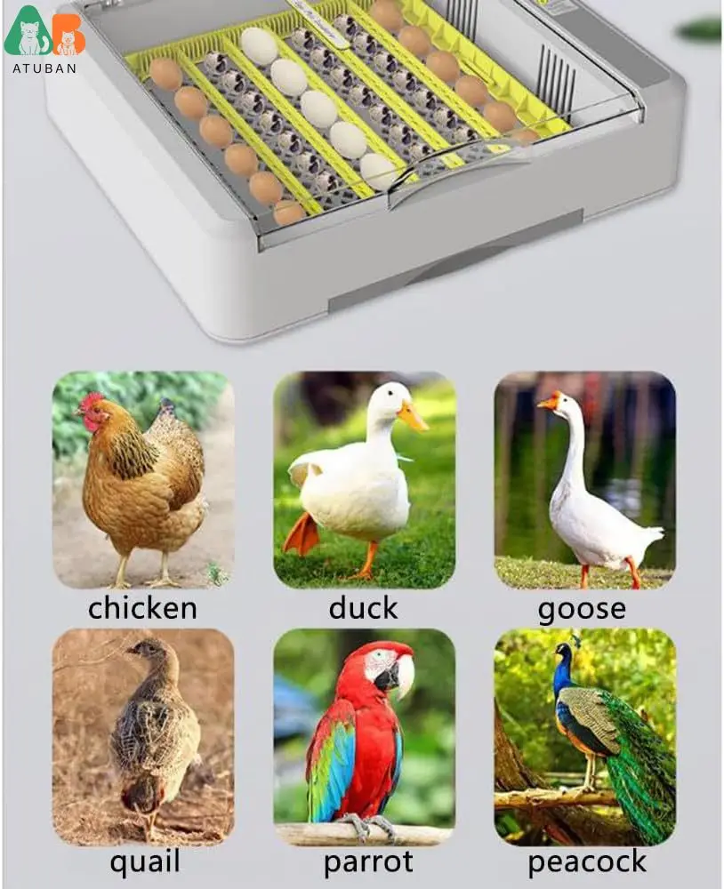 36 Chicken Egg Incubator,360°Visua Incubator with Automatic Egg Turning and Humidity Control, Quail Eggs for Hatching,Goose,Duck