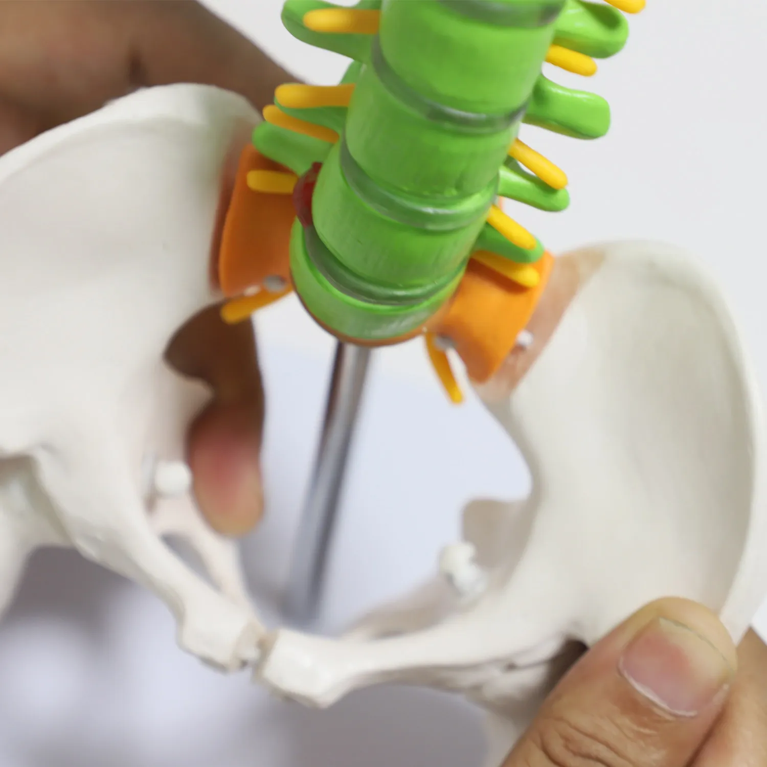 Colorful Pelvic Model, Movable Lumbar Spine Pelvic Floor Anatomy Teaching Tool Human Skeleton for Rehab Spinal Recovery Training
