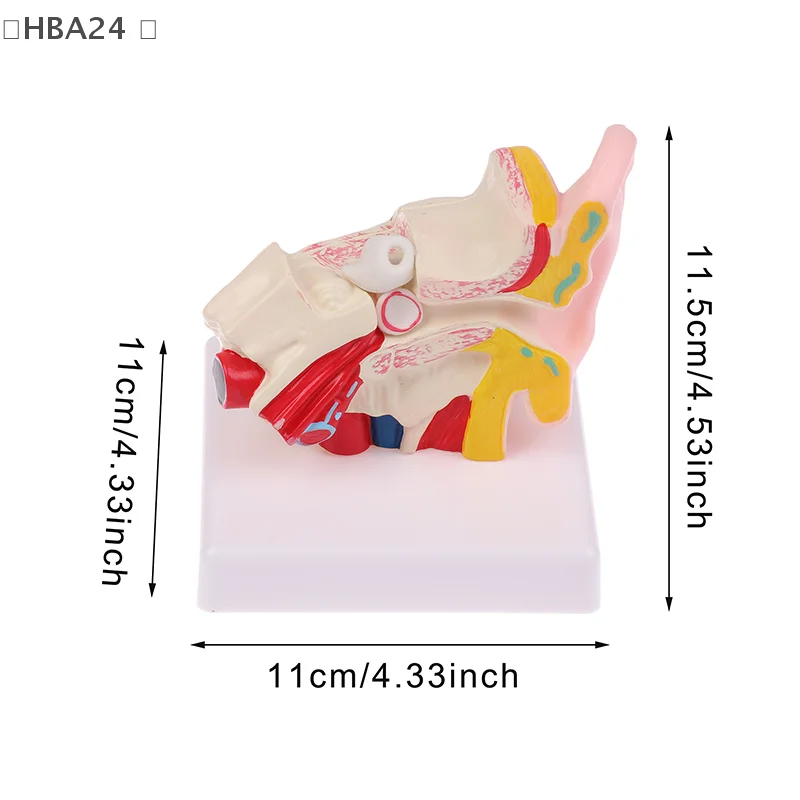 

〔HBA24〕1.5 Times Life Size Human Ear Model Scientific Anatomy Teaching Supplies Anatomical Study Display Professional