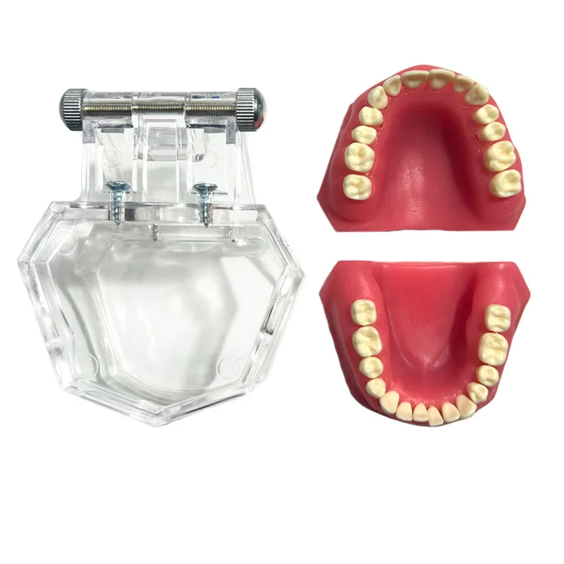 Dental Extraction Model Dental Practice Tooth Model All Teeth Detachable Teaching Standard Teeth Dentistry Demonstration Model