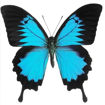 진짜 표본 및 동상 만들기 참 홈 장식 액세서리, 거실 컬렉션 아트  Best5