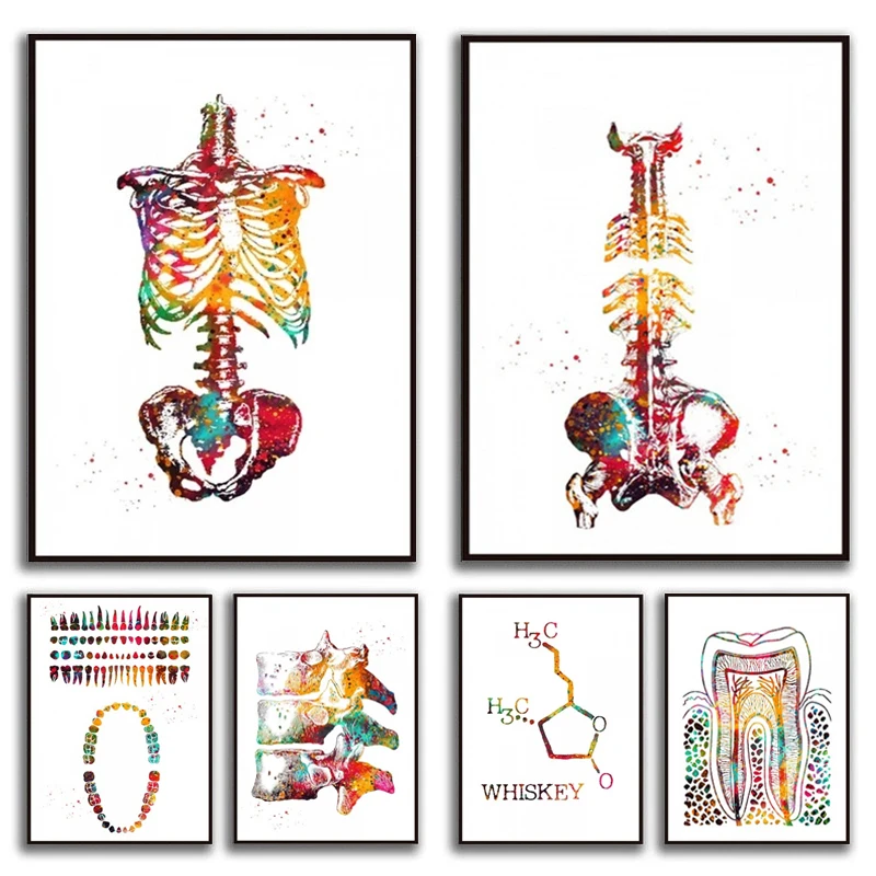 Pósteres de acuarela, esqueleto, Torso, Cráneo, pinturas en lienzo, columna vertebral, vértebras, estructura de diente, anatomía, impresión médica, imagen artística de pared