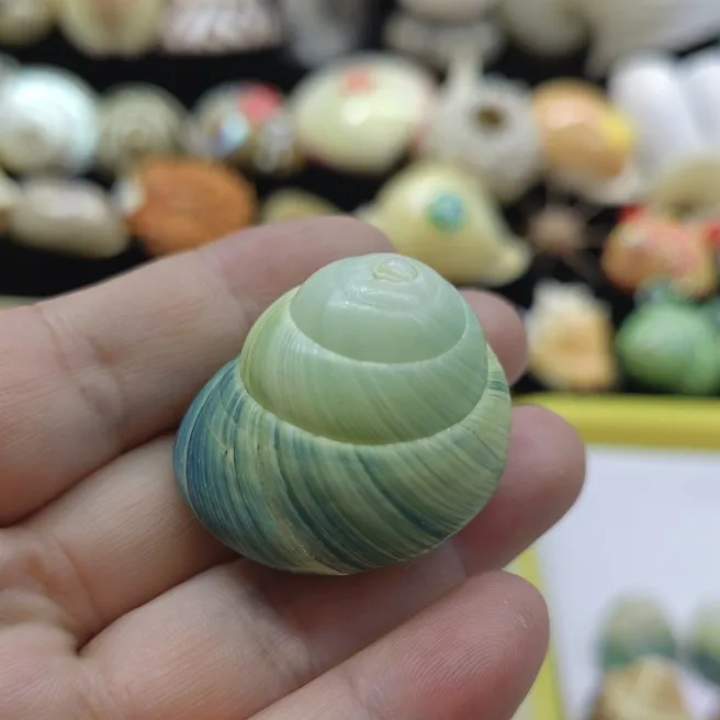 1pc Blue Apple Top Natural Seashells Conch Specimens Snail Fish Tank Decorations Home Decorations Hermit Crabs Shell Replacement