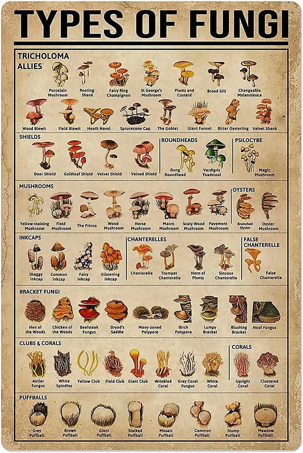 Fungi Knowledge Metal Tin Sign Tricholoma Allies Retro Printing Poster School Farm Cafe Bar Bedroom Bathroom Kitchen Home Art Wa