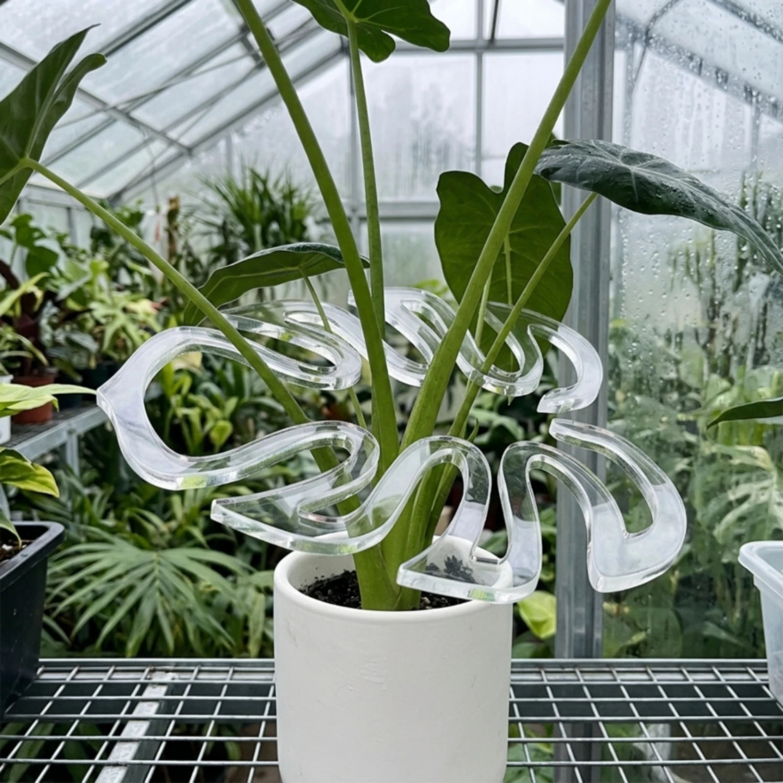 Monstera Plant Bundling Loop Prevents Drooping Transparent Plant Fixator Acrylic Stalk Holder Sturdy Transparent Flower Stalk