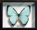 Morpho portis