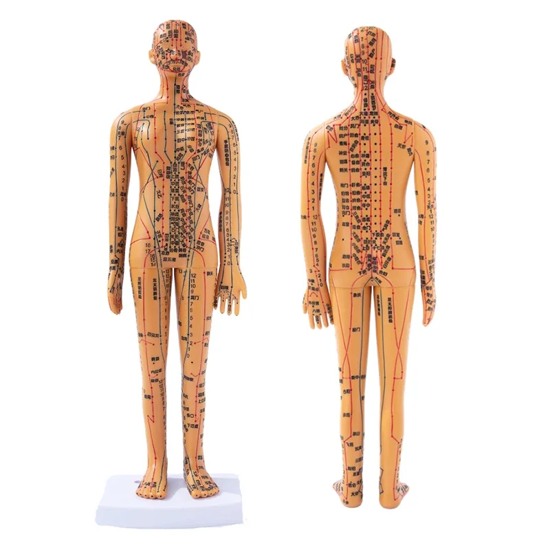 Female Male Acupuncture Model 35cm with Chinese Points & Base PVC Human Body Acupuncture Model Acupuncture Point Model DIY