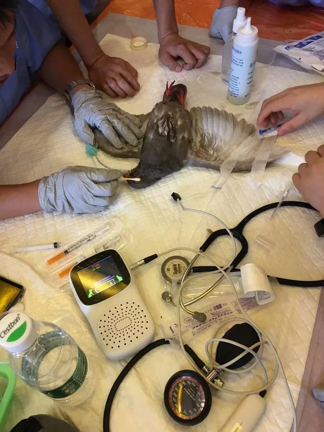 Pressione per cani e gatti JNR DS-200 Veterinario digitale portatile