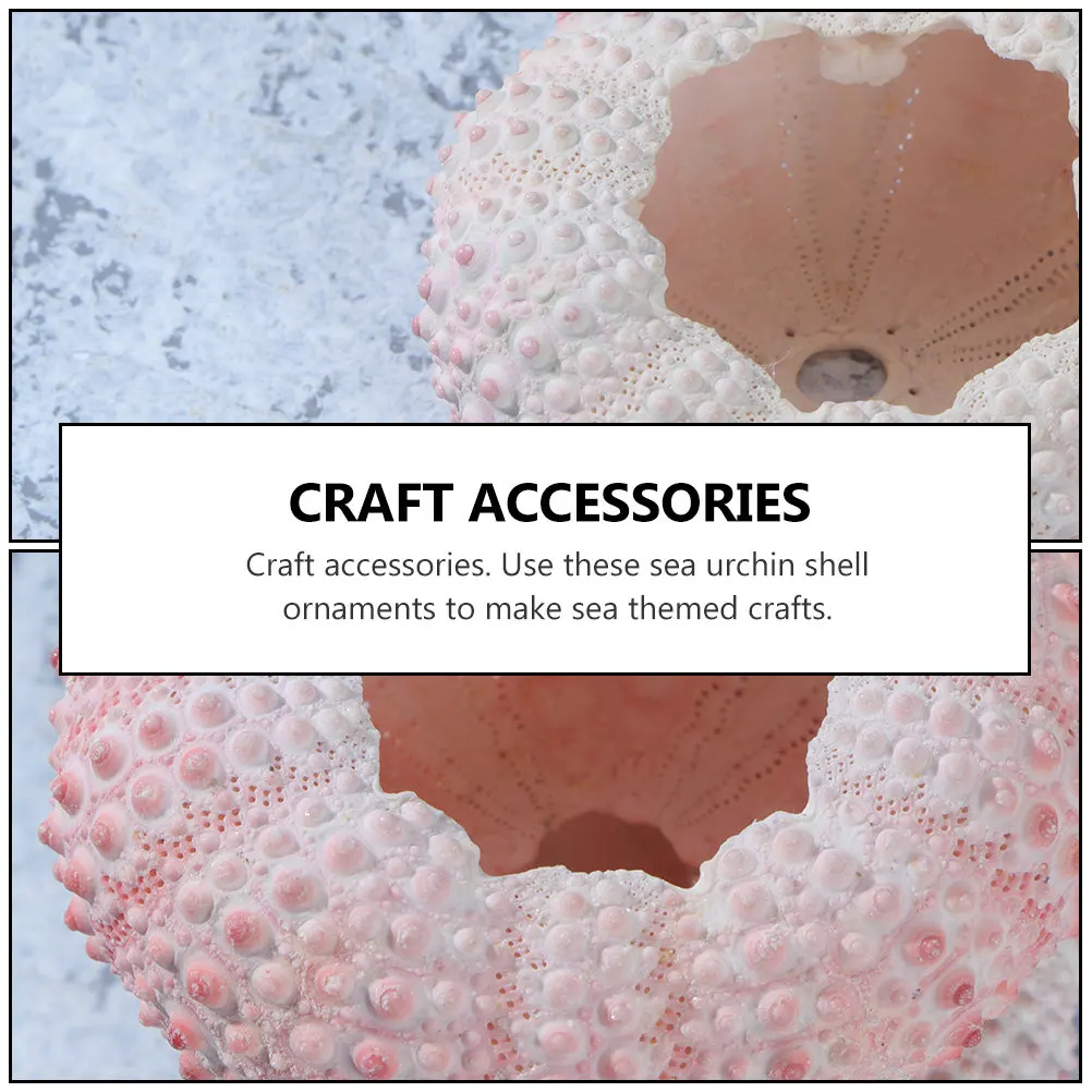 10Pcs Natural Sea Urchin Shell Decoration Air Plant Planter Small Sea Urchin Shell Craft Accessories Home Accent