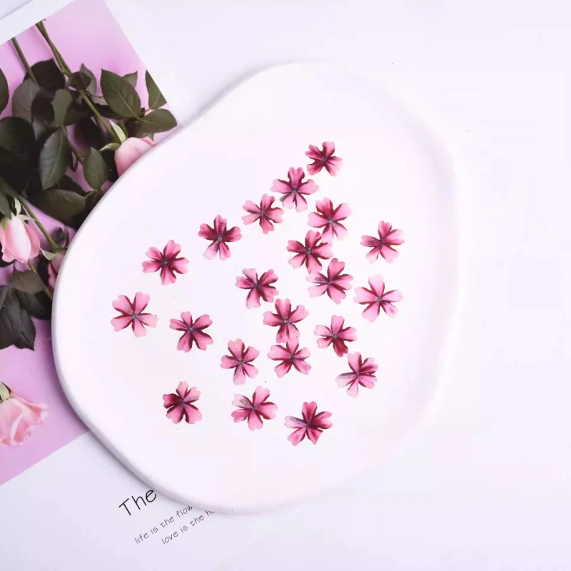 12 Stück, Lutscher Eisenkraut gepresste Blumen, getrocknete Blumen für DIY-Bastelbedarf, Nagelkunst-Dekor, Harzschmuck, Handyhüllen-Dekoration – Detail 2