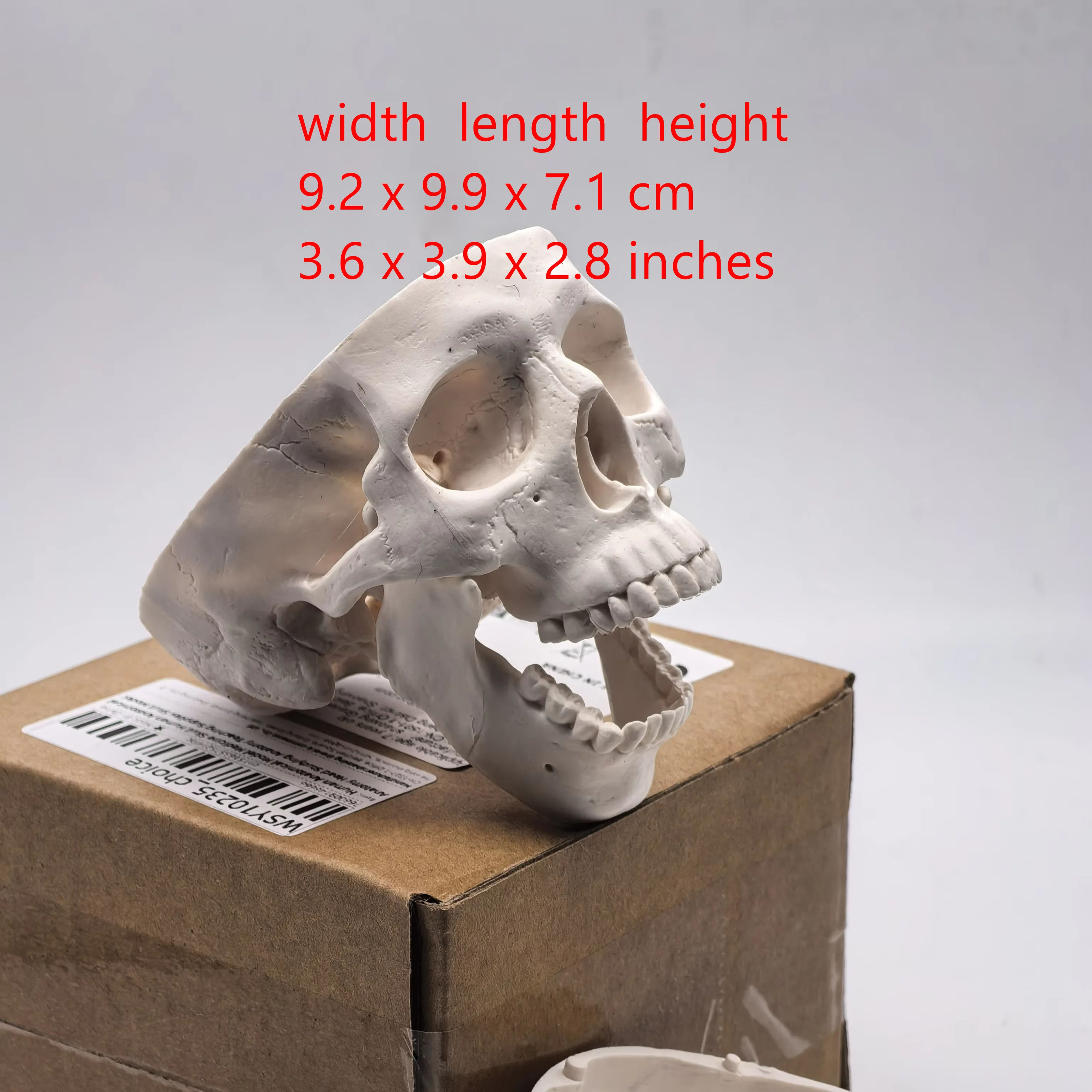 Science For K1 - small Human Skull Model - Anatomical