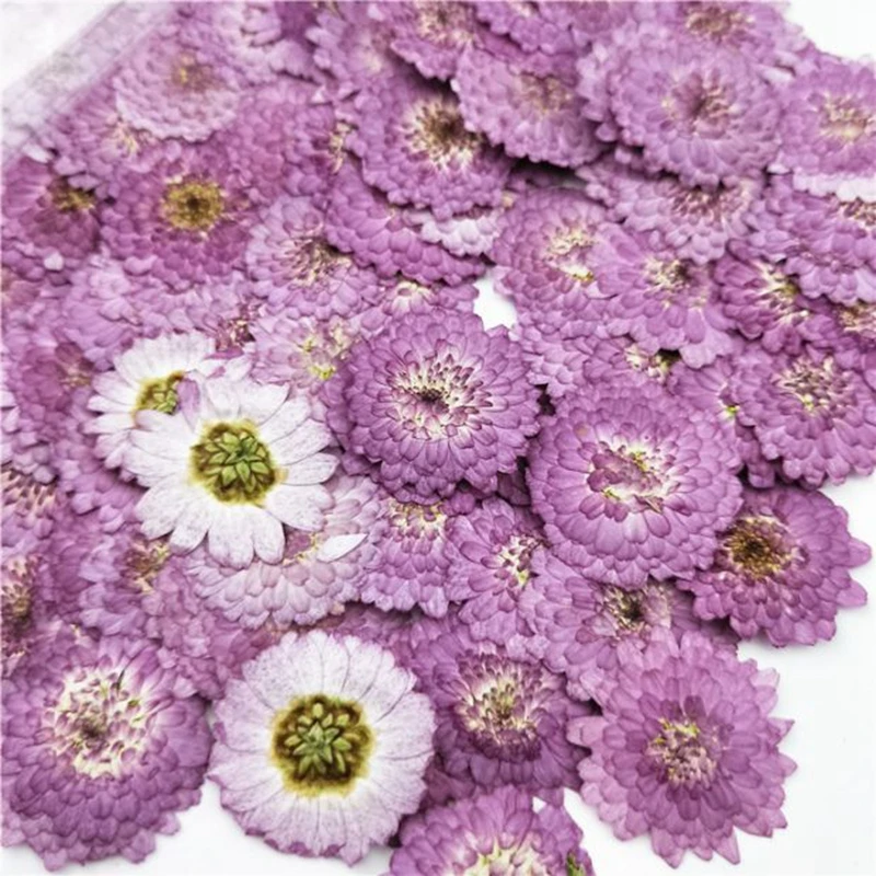 

1000Pcs Natural Pressed Flowers Real Dried Chrysanthemum DIY Art Craft Valentines Gift Bookmark Decoration Scented Candle Decor