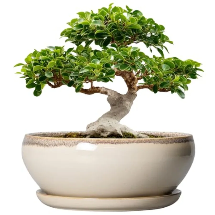 

Керамические горшки для бонсай 12 дюймов - большие неглубокие кашпо для суккулентов с дренажным отверстием и поддоном, круглые горшки-чаша для растений