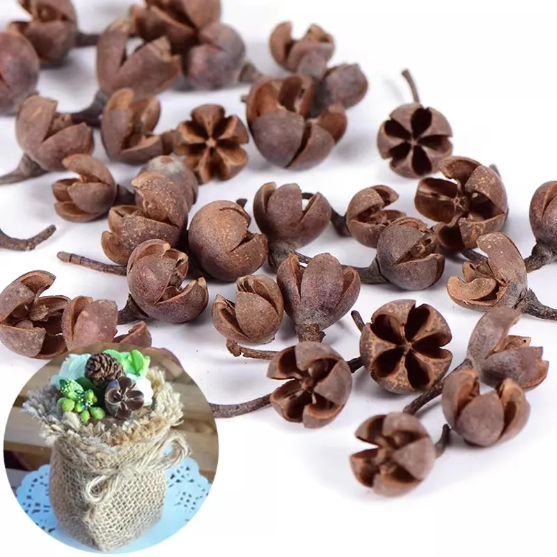 10pcs Dried Cross Plant Fruits Flower For Home Decoration Holiday Candy Boxes Bag Venue Decoration Craft DIY Accessory