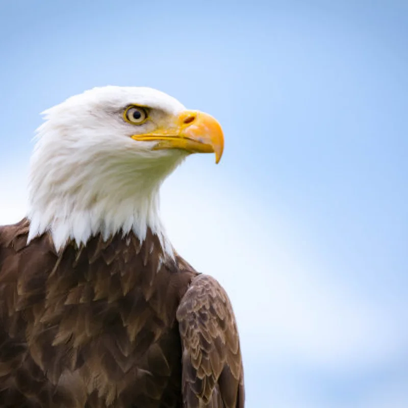 

4pcs 110MM Short Course Truck Tires Tyre Wheel With 12mm 14MM 17MM Hex For Slash Arrma HuanQi Rc Car