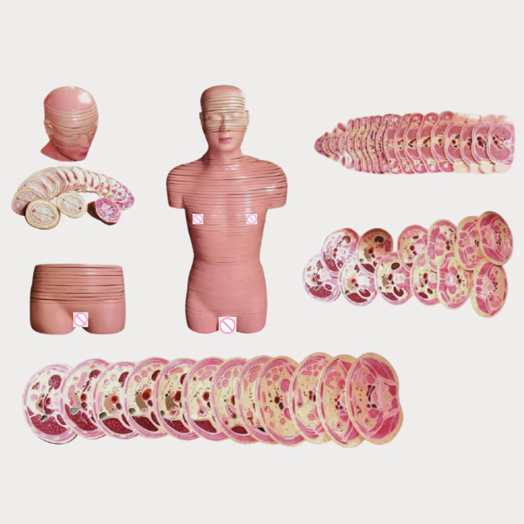 Dissection Model of Human Head Cervix and Trunk Horizontal Layer Medical Science Male and Female Tomographic Anatomy Simulator A