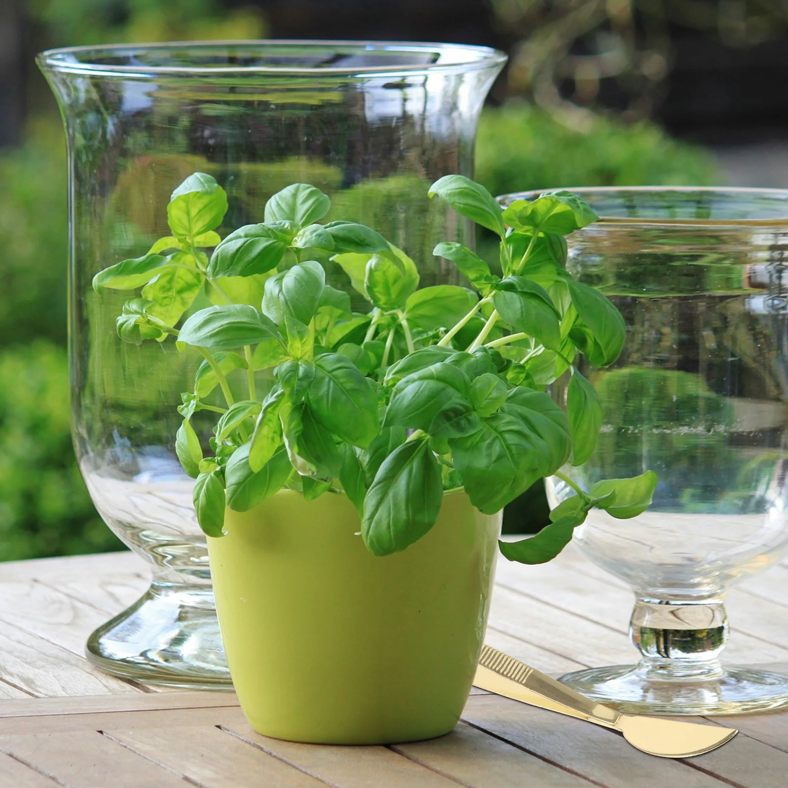 

Bonsai Tool Stainless Steel Tweezers Scraper For Moss Arranging Soil Loosening Portable Gardening Tools Bonsai Tree