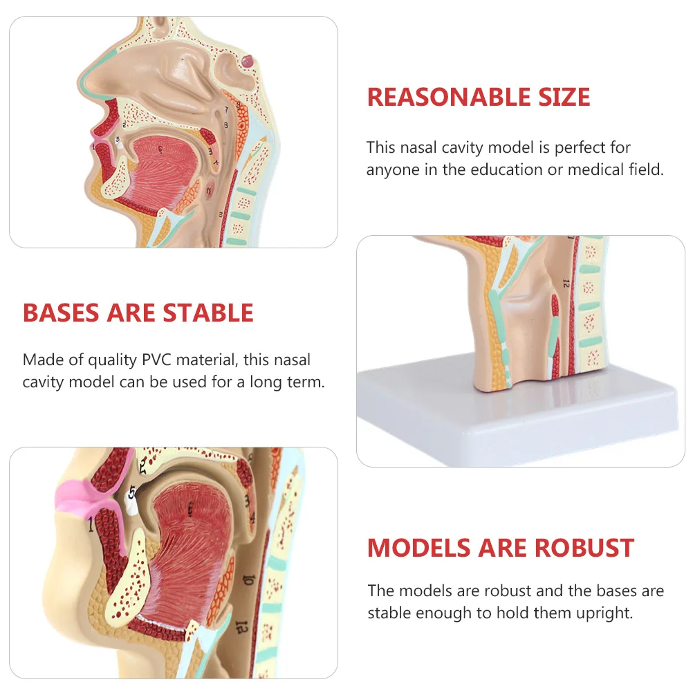 Cavità nasale umana Strumento modello di gola del naso orale Forniture educative scientifiche Medici Ornamenti per ufficio Anatomico colorato