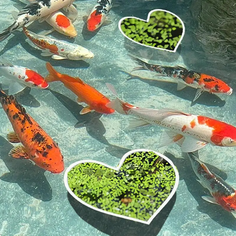 5Pcs Aquarium Feeding Ring Fish Tank Aquarium Heart Shape Floating Food Feeding Rings Aquarium Feeder Ring Accessories