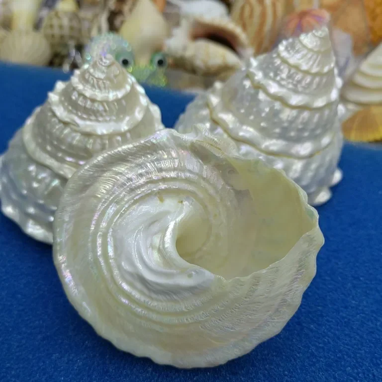 Natural Pearl Tower Snail Seashell Rare Sea Shells Home Decoration Accessories Aquarium Decoration Shell Decoration Crafts