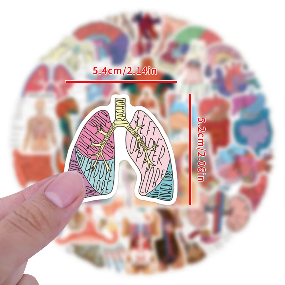 60PCS Medical Research Human Anatomy Stickers Waterproof Cartoon Skeleton Graffiti Decoration DIY Guitar Laptop Bike Phone Toys
