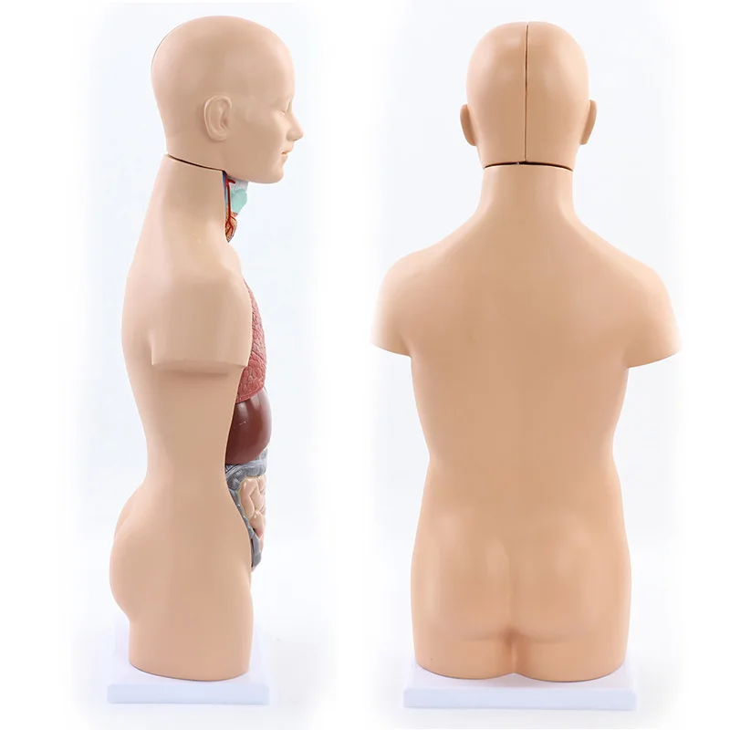 50cm Human Torso Anatomy Model Assembled Medical Model Human Body Asexual Anatomical Model Science Educational Tool