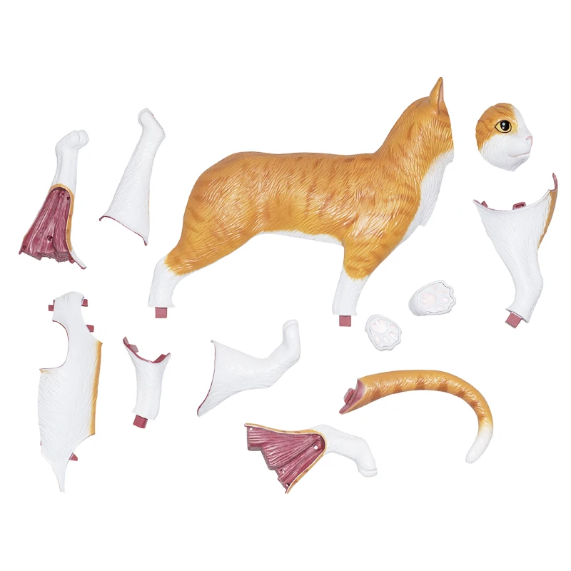 4D Orange Cat  Anatomical Model Simulation Animal Biological Organs Skeleton Anatomy Medical Teaching Tools