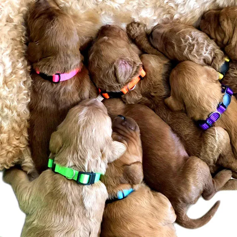 12 pcs/set Soft Nylon Puppy Whelping ID Collars Adjustable Breakaway Litter Collars Baby Dog ID Bands Pet Identification