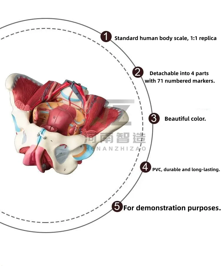 

Disassembled Female Pelvis Anatomy Model PVC Female Pelvis with Floor Muscle and Nerve Model Lab Supplies