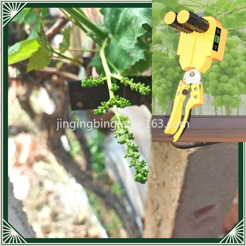 The new fruit thinning machine electric flower threading tool for grapes supplied by the manufacturer in 2026