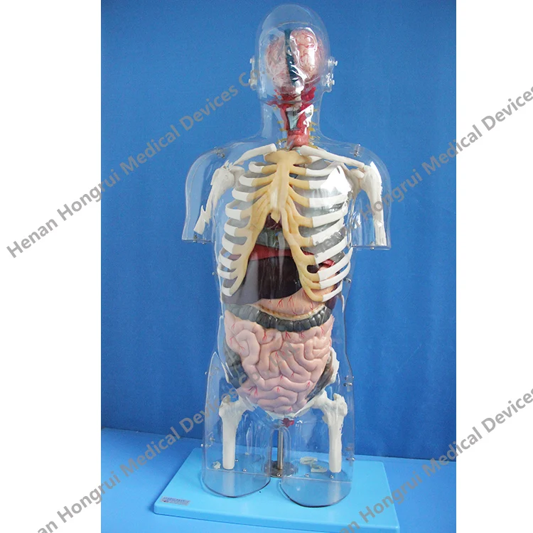 Human Transparent Torso Anatomy Model with Internal Organs