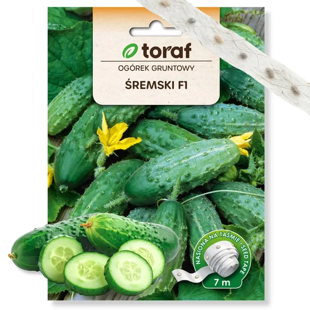Graines de concombre Śremski F1 sur bande de 7 m TORAF, variété précoce et fertile, pour culture au sol et en tunnel, pour la mise en conserve et la confiture.