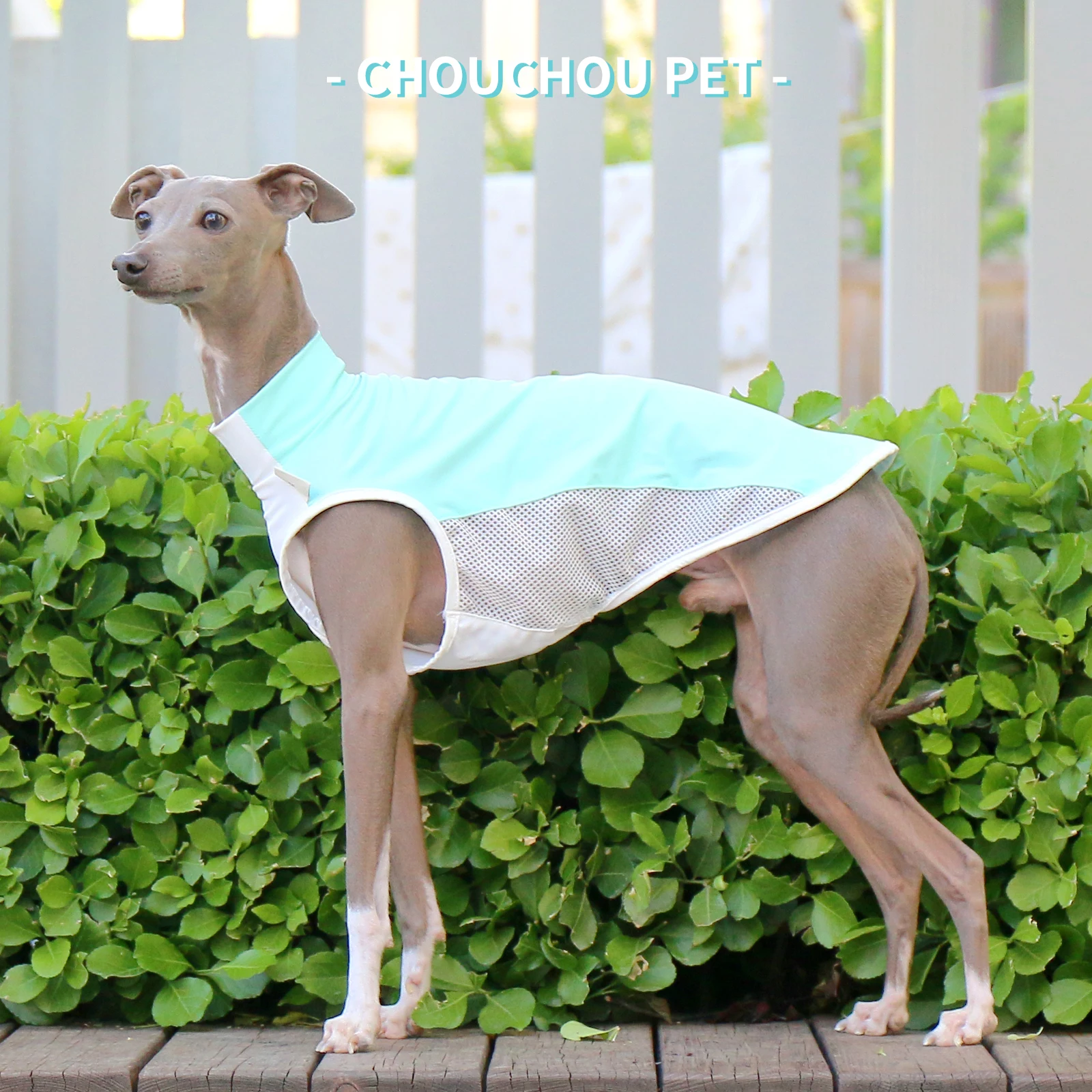 Camiseta refrescante de verano con galgo italiano (Iggy) Whippet/Saluki, nuevas variedades