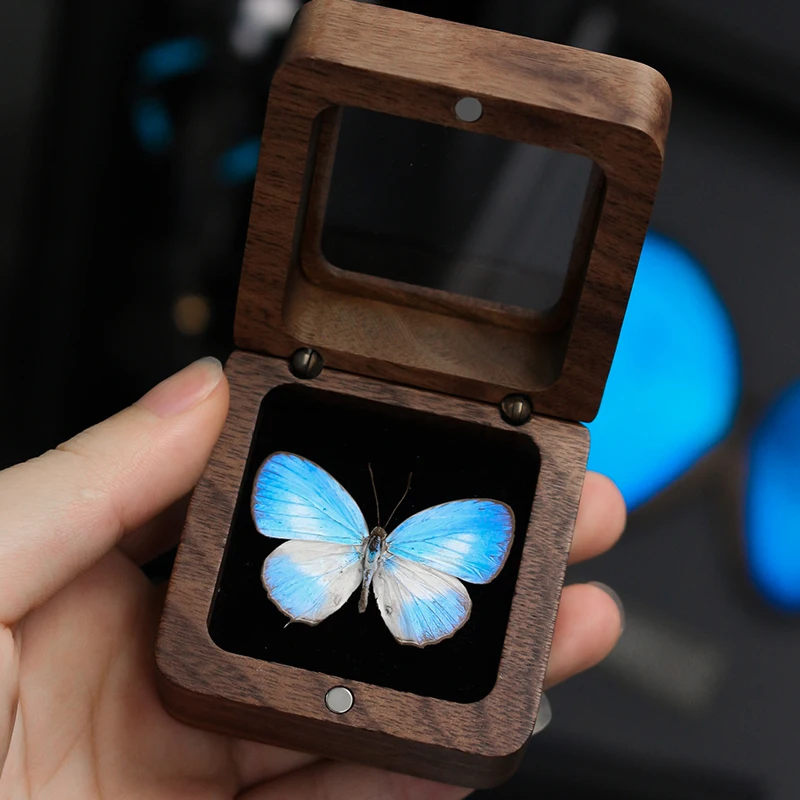 

Real Butterfly Specimens Decorative Paintings Ornaments Handicrafts Photo Frames Valentine's Day Girlfriend's Birthday Gifts