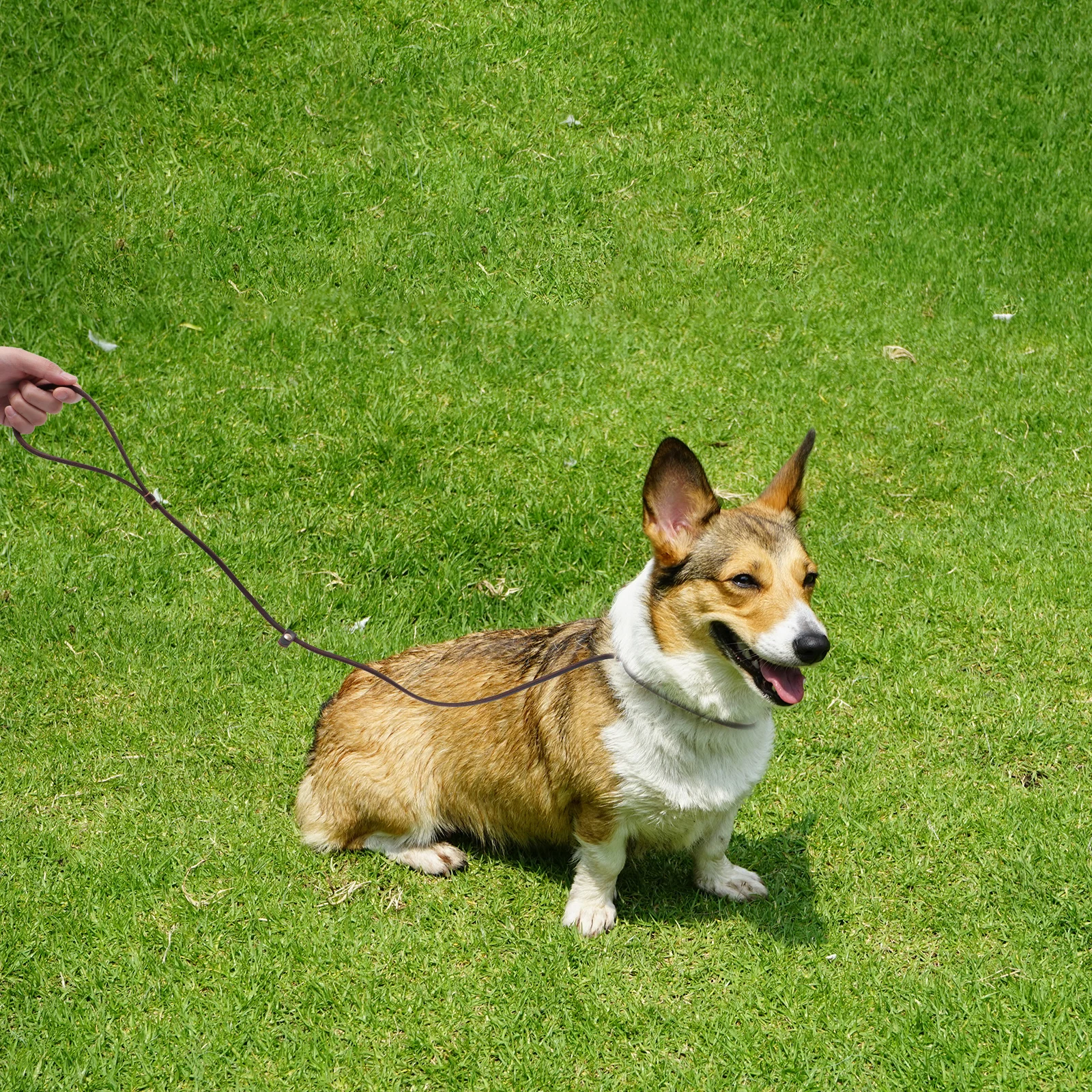 

Cowhide Rope Dog Leash Leash for Pet Supplies Dog Pulling Rope Puppy Small Medium Dogs Walking Jogging Pet Supplies