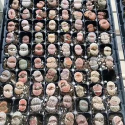 Not Real Lithops DIY DECORATION Not Seeds Stones Artificial Exotic Plants Unusual