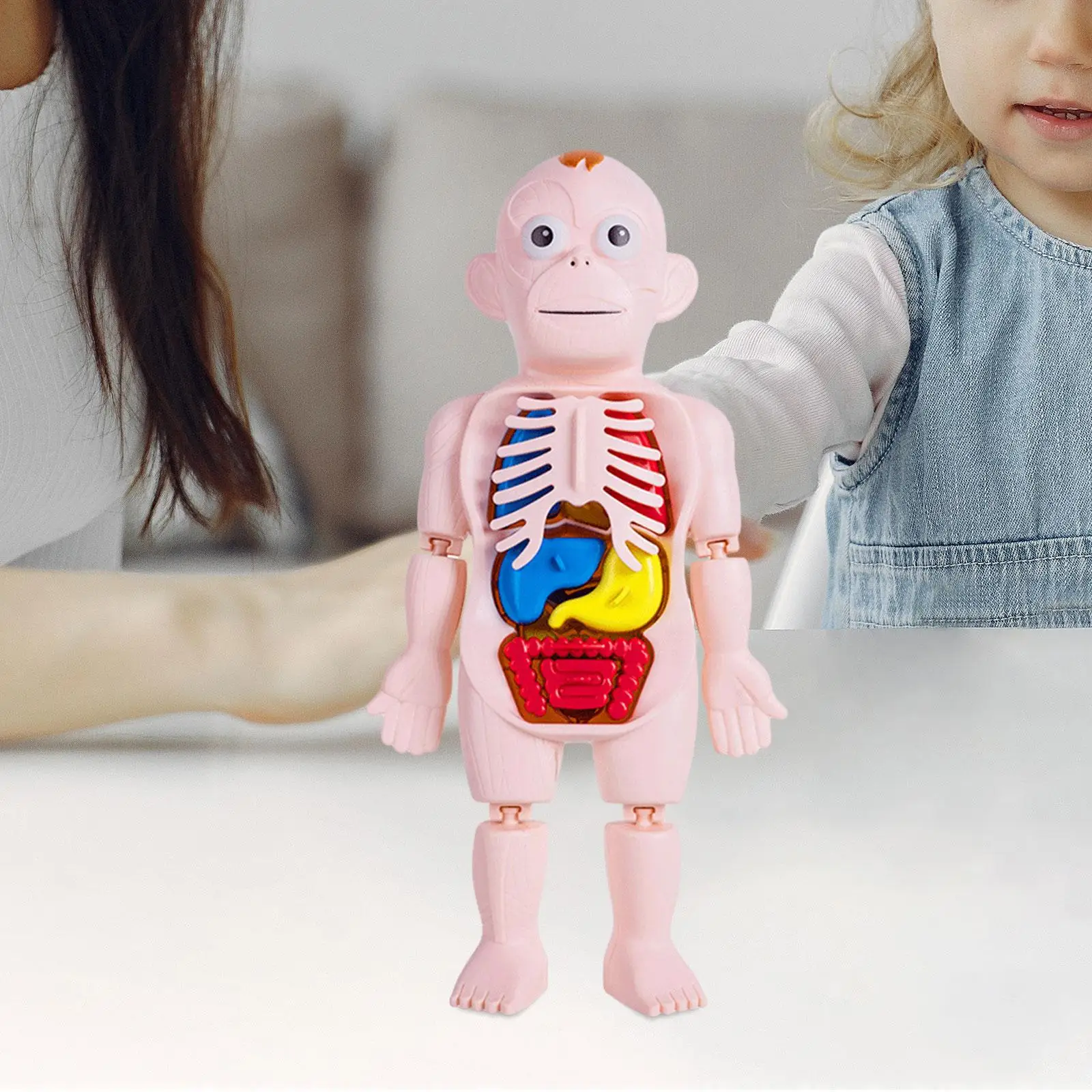 Human Body Puzzle Teaching Tool DIY Toy Early Learning Toy Body Parts Organs 3D Human Body Torso Model for Demonstration Home